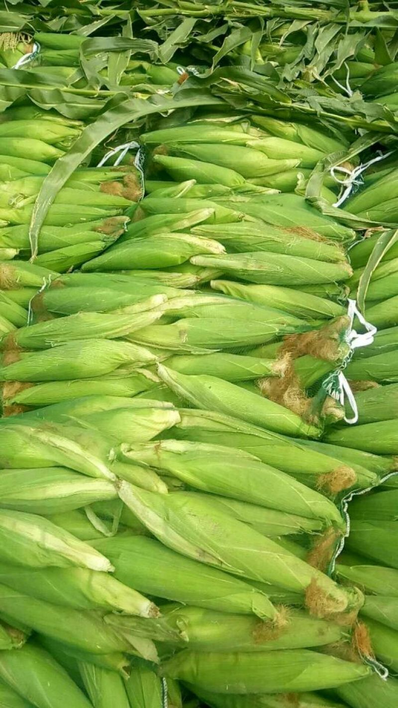 青州玉米预售