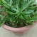 救心菜苗养心菜救心菜费菜大苗