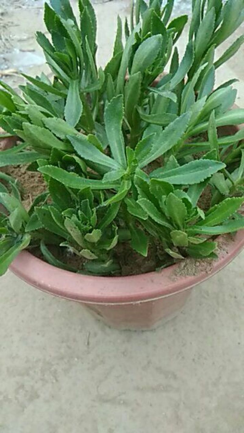 救心菜苗养心菜救心菜费菜大苗