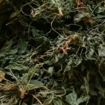 药用紫花地丁2021新货纯青，