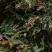 药用紫花地丁2021新货纯青，