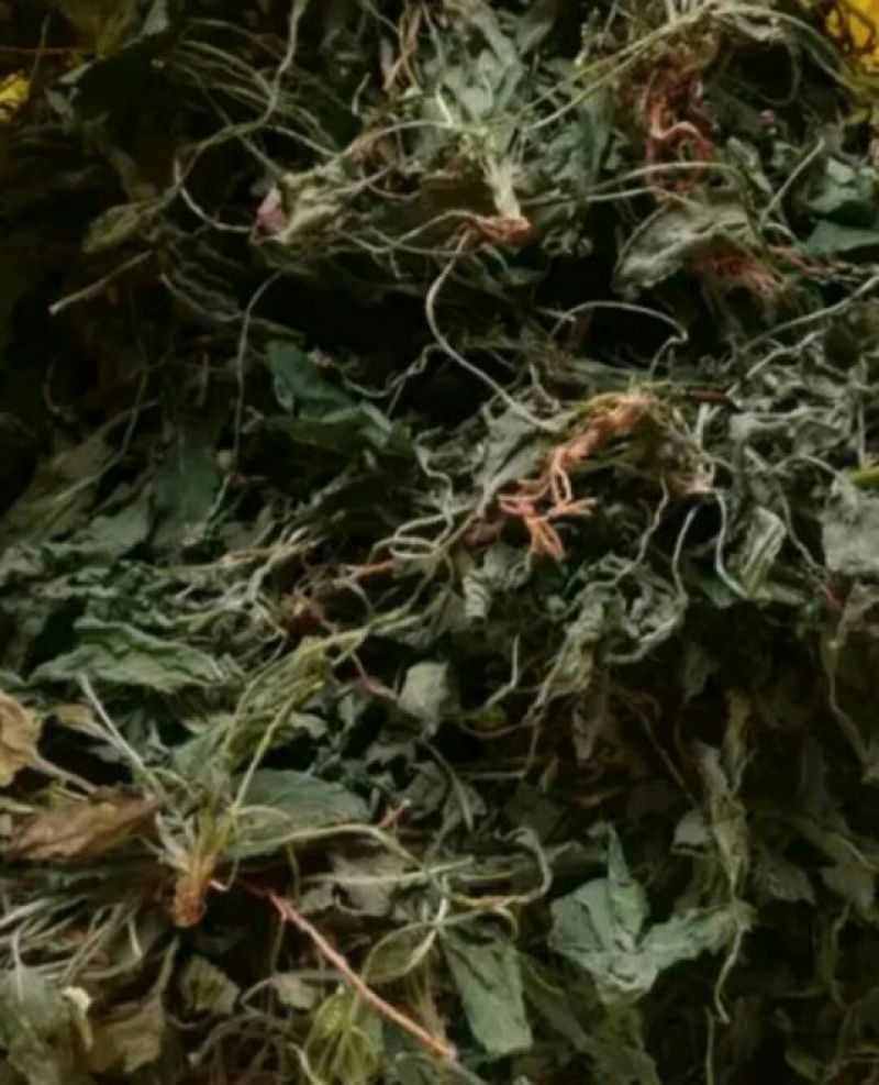 药用紫花地丁2021新货纯青，