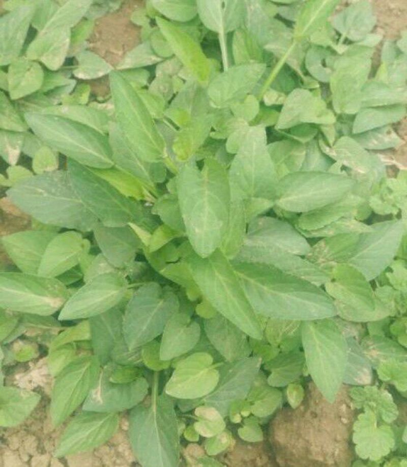 药用紫花地丁2021新货纯青，