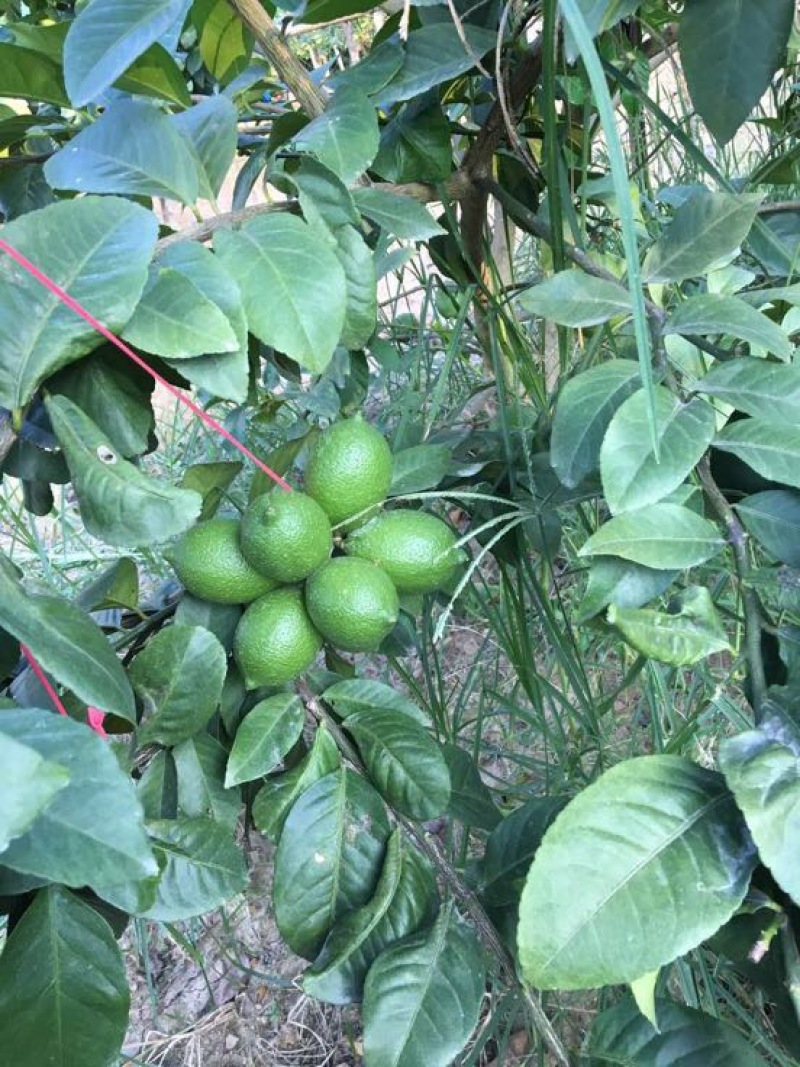 香水柠檬台湾香水柠檬四季青柠檬