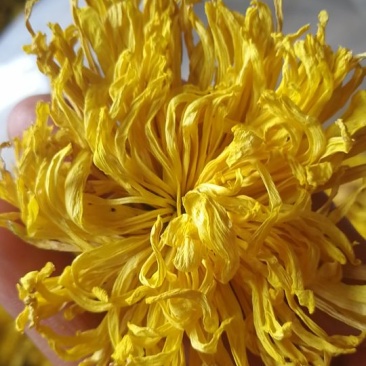 农家自种金丝皇菊