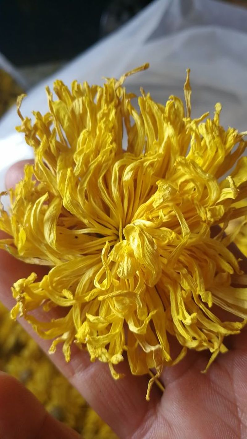 农家自种金丝皇菊
