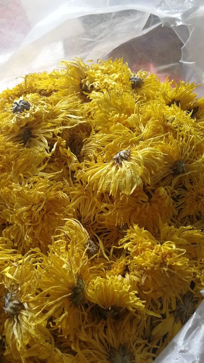 农家自种金丝皇菊