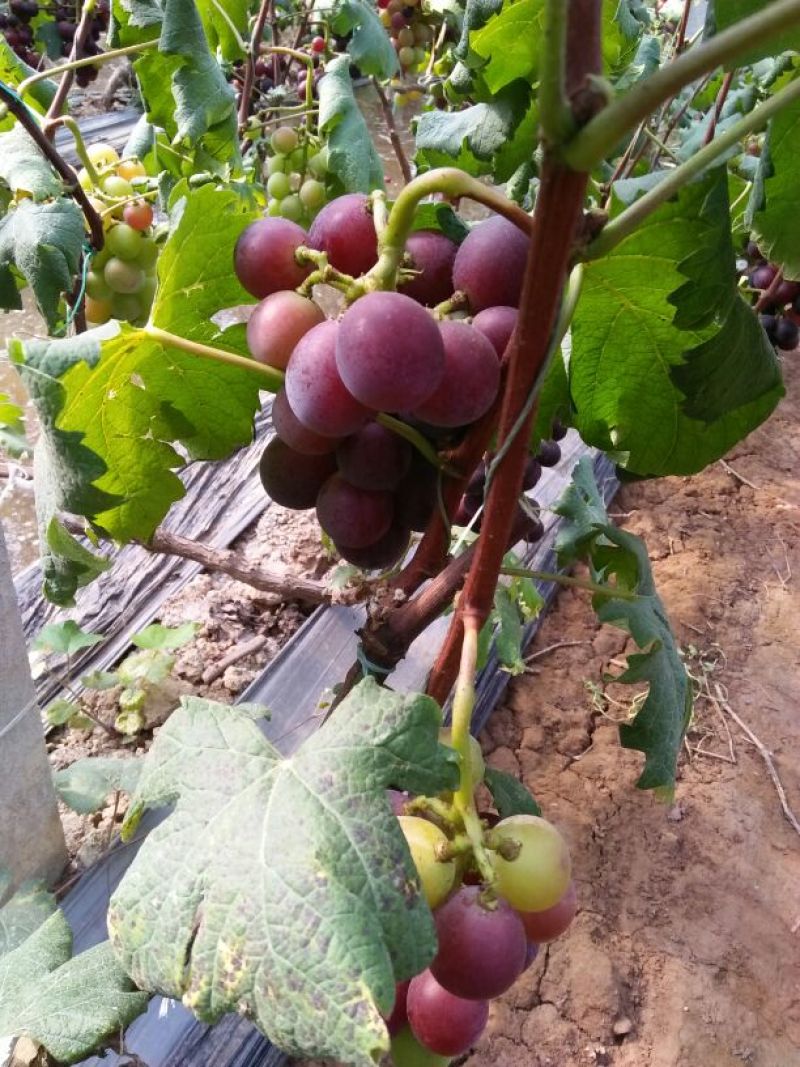 乒乓球葡萄1~2斤5%以下
