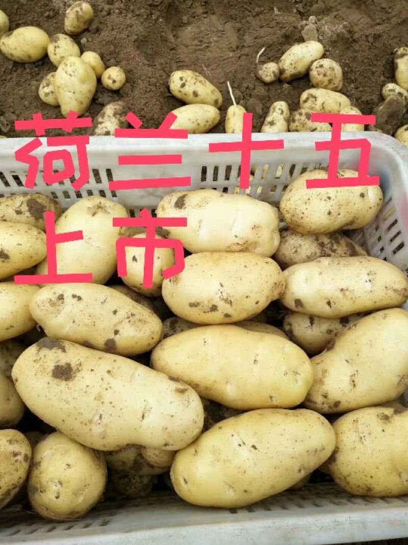 荷兰十五，微七，沃土土豆，质量保证，货源充足常年供应