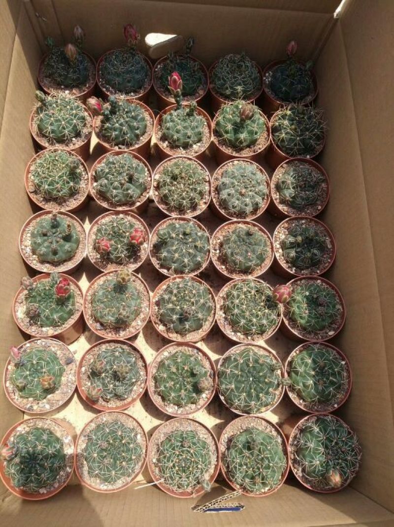 仙人球各种仙人球批发质量好
