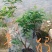 毛鹃
