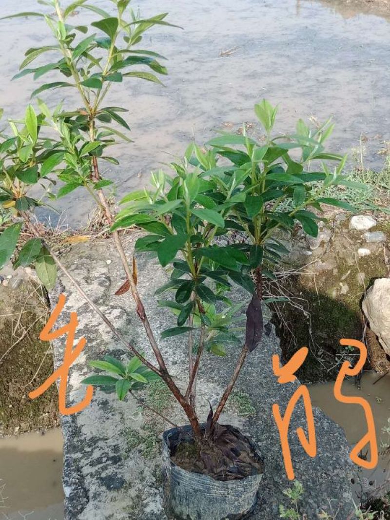 毛鹃