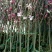 玉兰苗地栽苗50~60cm