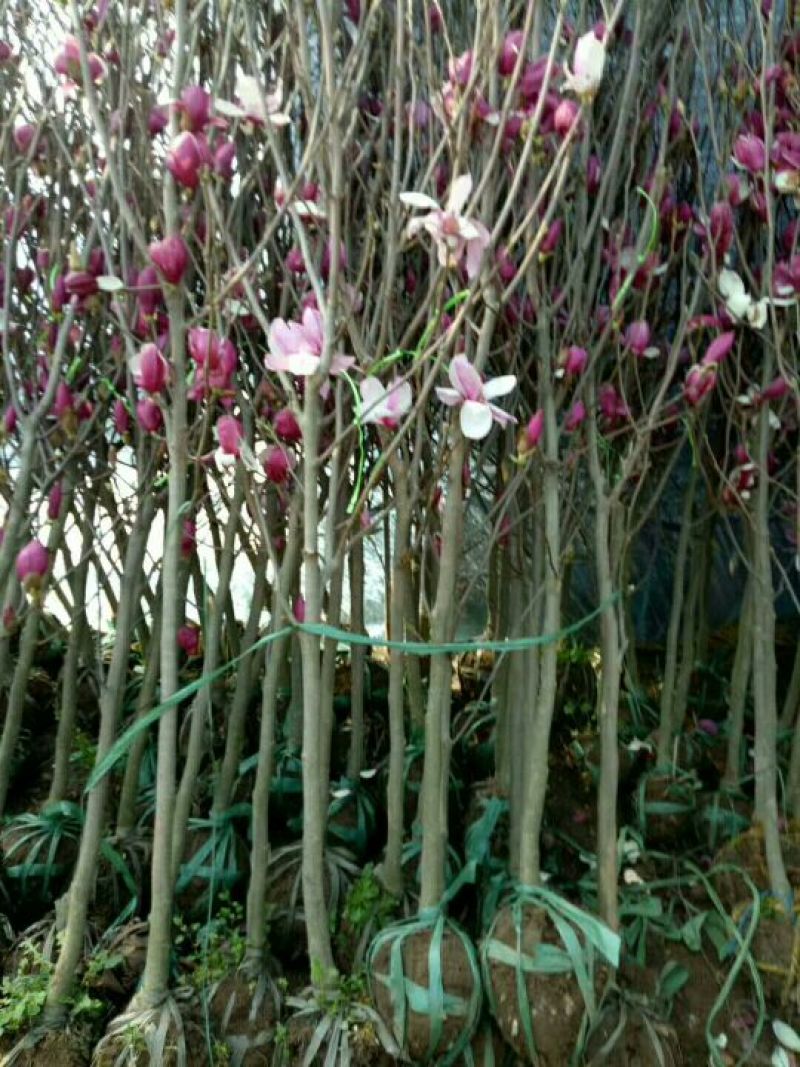 玉兰苗地栽苗50~60cm