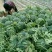 大棚西瓜量大价优保熟保质量甜王西瓜八斤打底沙瓤薄皮保熟