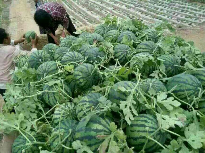 大棚西瓜量大价优保熟保质量甜王西瓜八斤打底沙瓤薄皮保熟