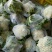 【精品】松花菜白面青梗散花花菜小米粒松花菜保质保量