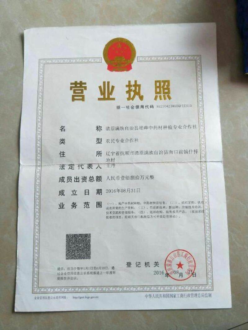 优质条长根粗的品种沙参种子，市场货出口货都非常适合