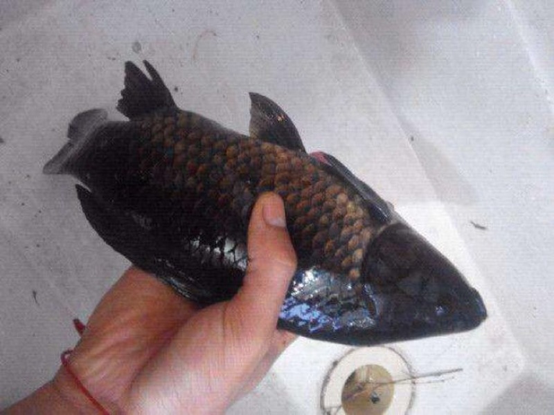 鲫鱼