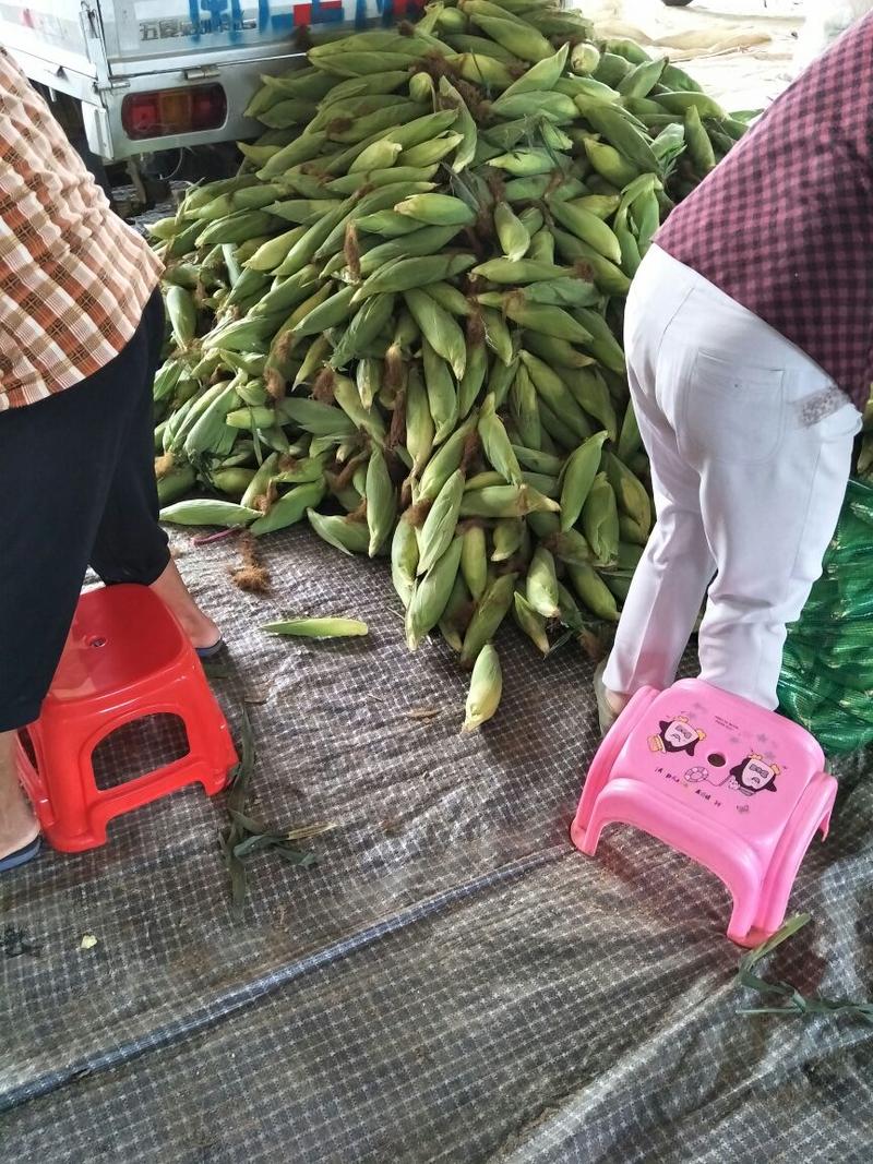 福建漳州甜玉米，水果玉米，9号，太阳花，产地直销