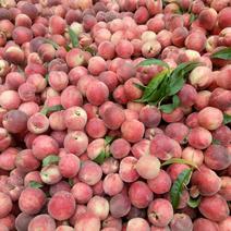 红不软毛桃，突围毛桃，大红桃货量充足日供货10万斤