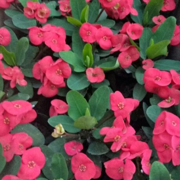虎刺梅四季开花