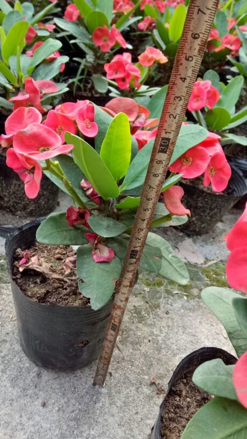 虎刺梅四季开花