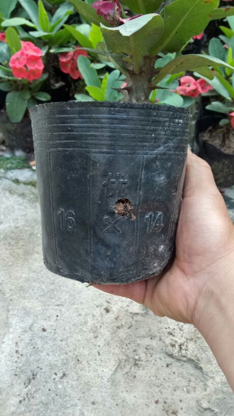 虎刺梅四季开花