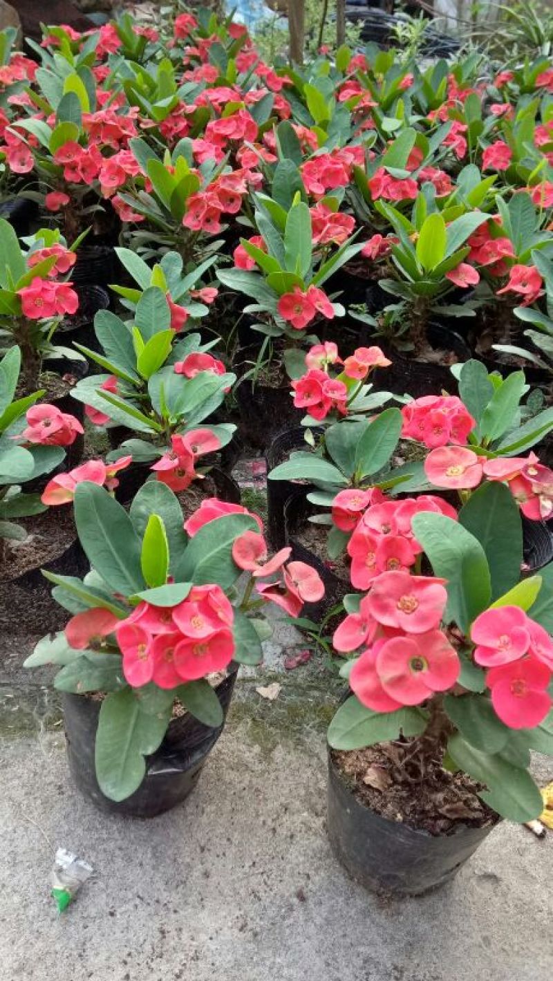 虎刺梅四季开花