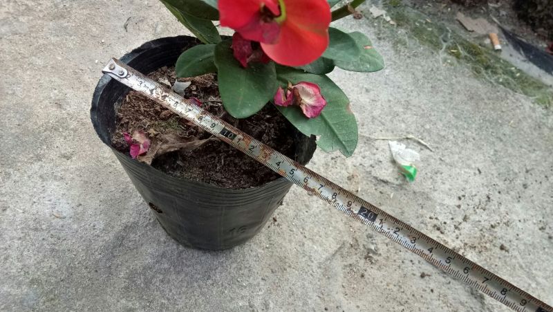虎刺梅四季开花