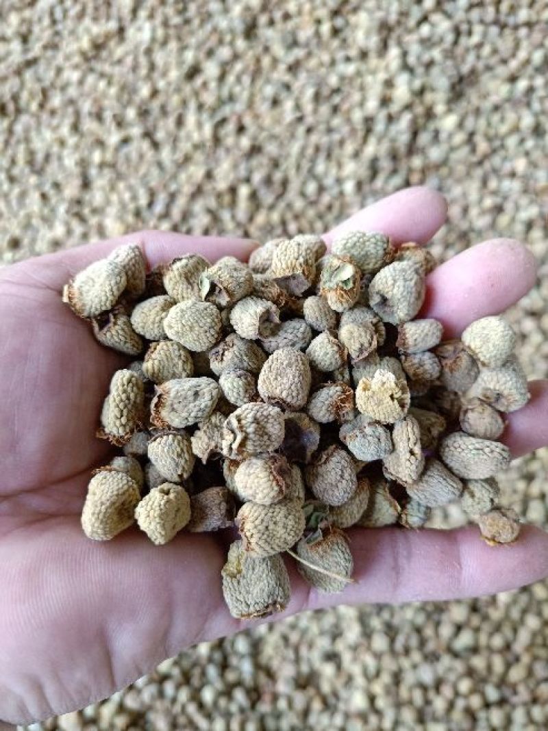 供应掌叶覆盆子干货(含量达标)中药材覆盆子