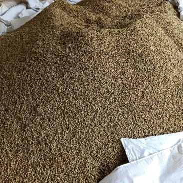 供应掌叶覆盆子干货(含量达标)中药材覆盆子
