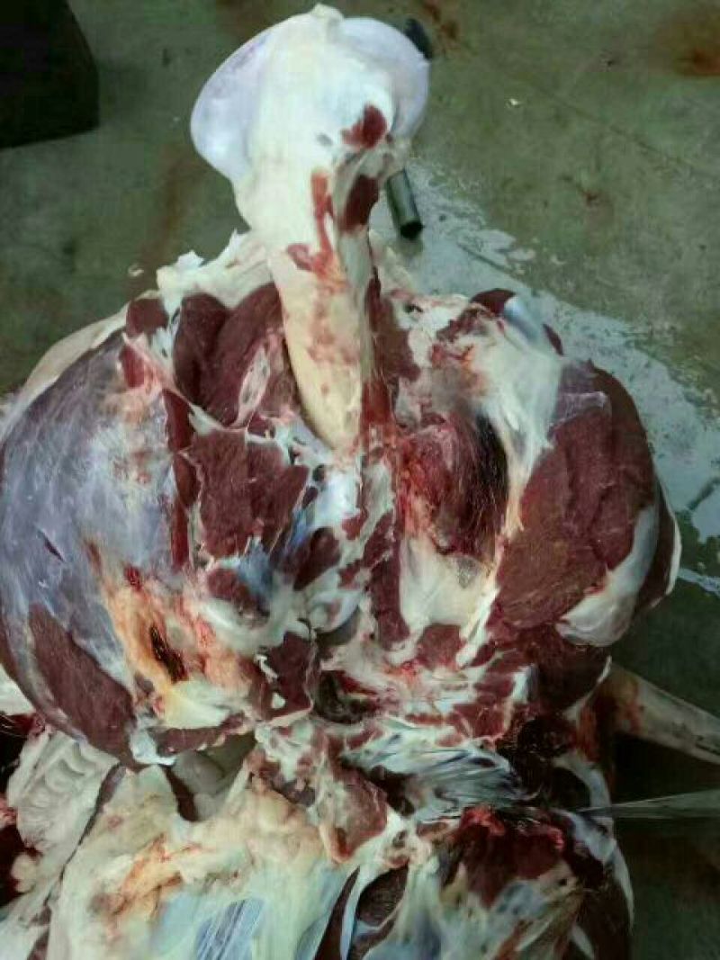 驴排骨驴头鲜驴肉带皮驴肉