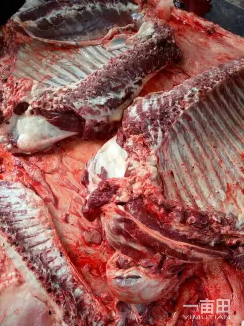 驴排骨驴头鲜驴肉带皮驴肉