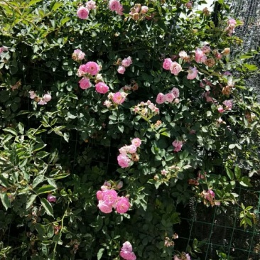 蔷薇花