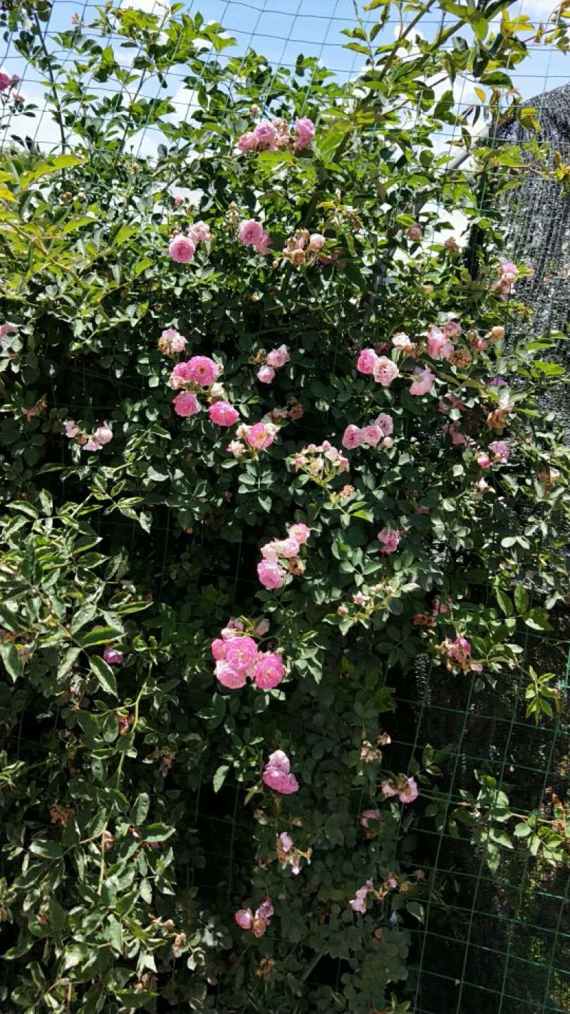 蔷薇花
