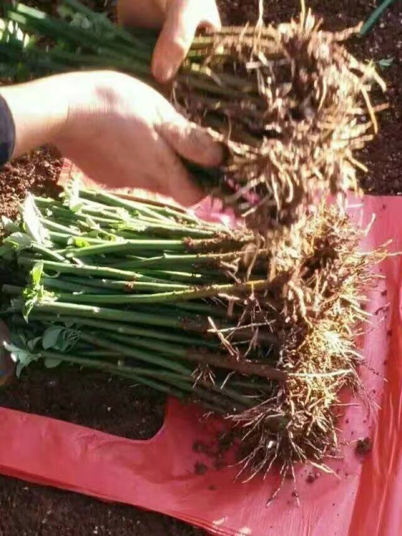 蔷薇花