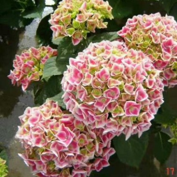 八仙花（绣球）