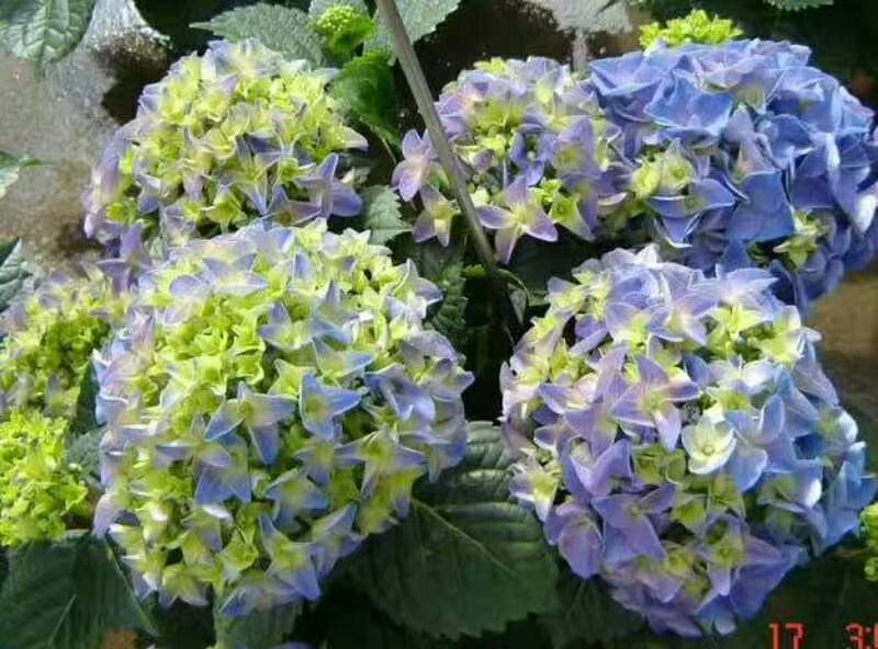八仙花（绣球）