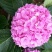 八仙花（绣球）