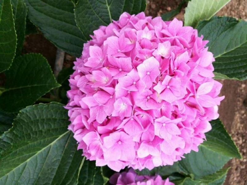 八仙花（绣球）