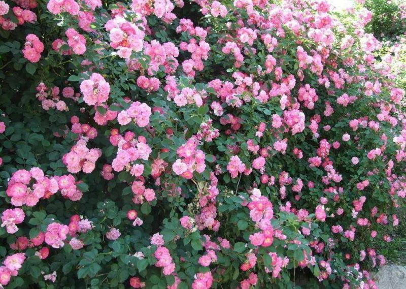 蔷薇花