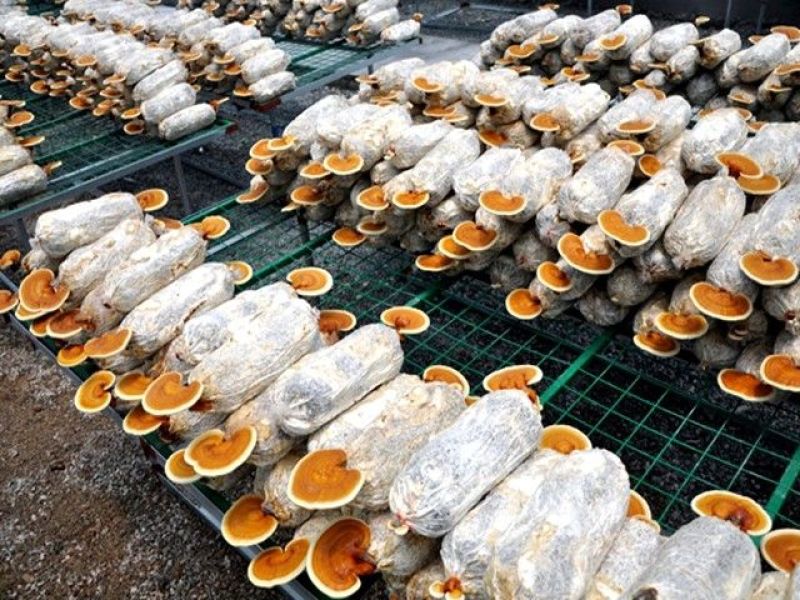 灵芝菌棒出芝菌包灵芝种苗
