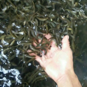 大鳞副泥鳅3cm以下人工养殖