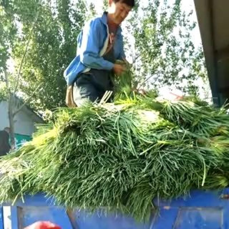 山东商河大量供应蒜薹，产地直供，一手货源，价格合理