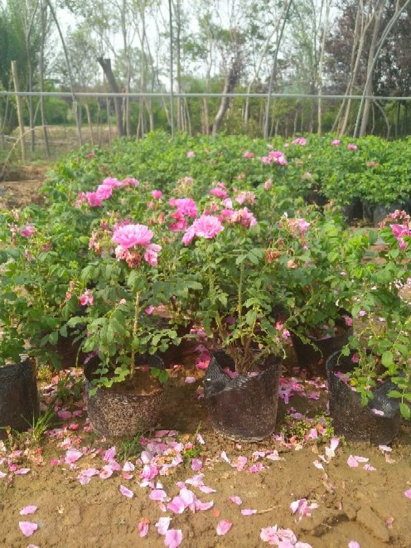 平阴玫瑰花苗