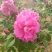 平阴玫瑰花苗