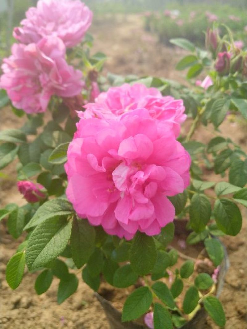 平阴玫瑰花苗