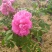 平阴玫瑰花苗