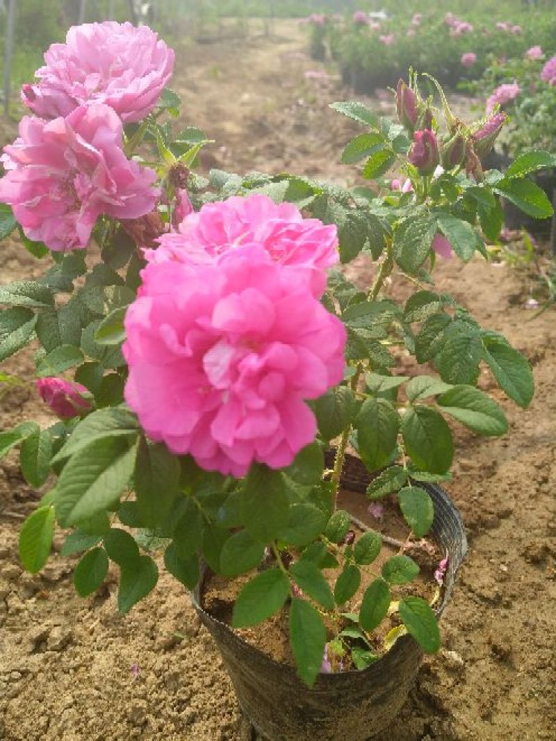 平阴玫瑰花苗